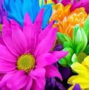 Meet your Posher, Debbie